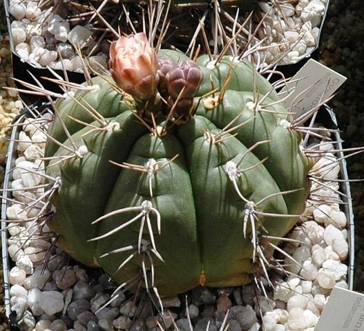 Gymnocalycium_oehmeanum